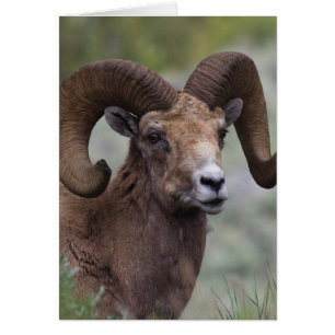 Bélier de mouflon à cornes grandes des montagnes R