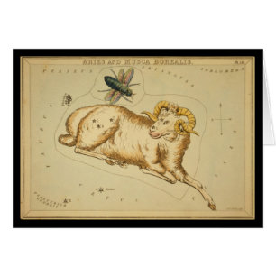 Bélier et Musca Borealis