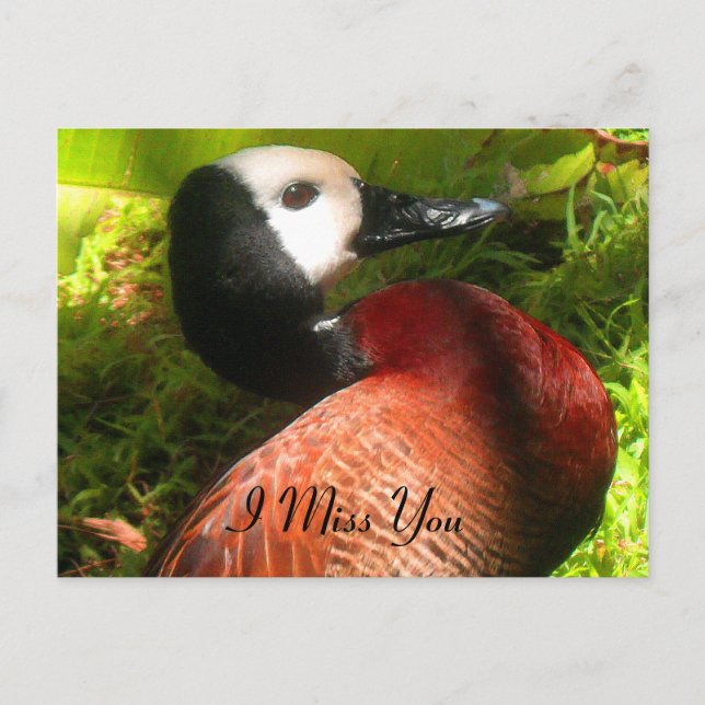 Believe_nal Postcard (Front)