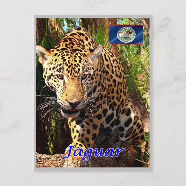 Belize - Belizean Jungles - Postcard (Front)