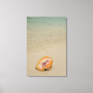 Belize, Caribbean Sea, Glover's Reef. Conch Canvas Print