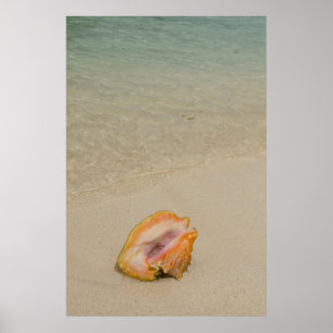 Belize, Caribbean Sea, Glover's Reef. Conch Poster