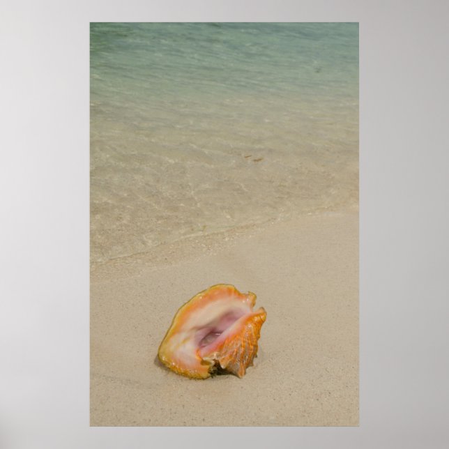 Belize, Caribbean Sea, Glover's Reef. Conch Poster (Front)