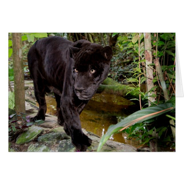 Belize City Zoo. Black panther (Front Horizontal)