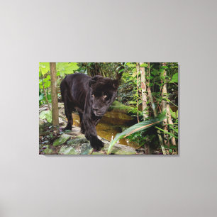 Belize City Zoo. Black panther Canvas Print