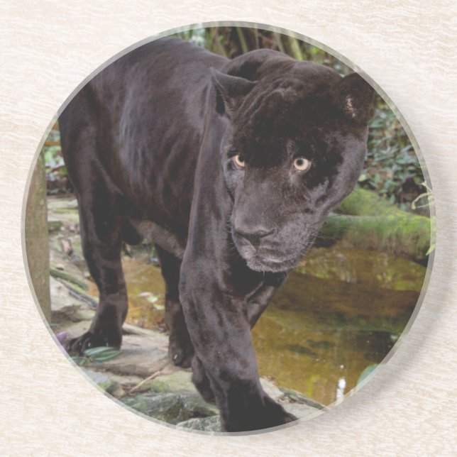 Belize City Zoo. Black panther Coaster (Front)