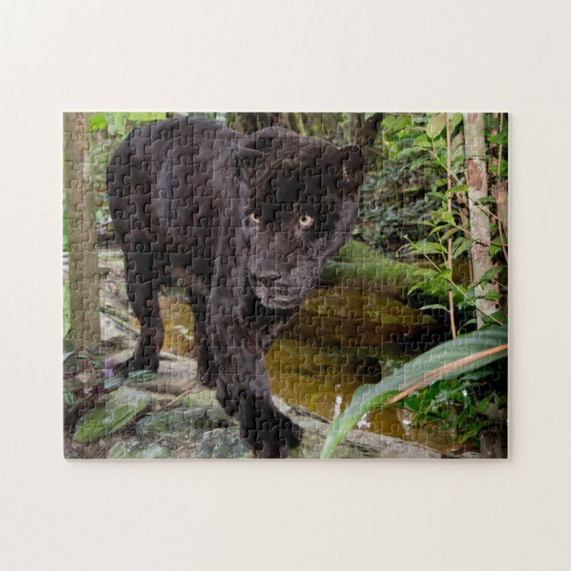 Belize City Zoo. Black panther Jigsaw Puzzle (Horizontal)