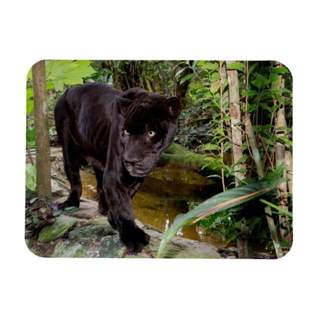 Belize City Zoo. Black panther Magnet (Horizontal)