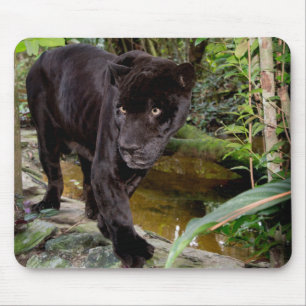 Belize City Zoo. Black panther Mouse Pad