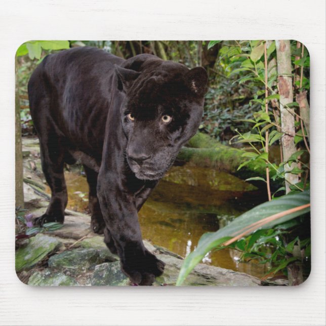 Belize City Zoo. Black panther Mouse Pad (Front)