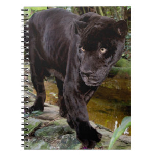Belize City Zoo. Black panther Notebook