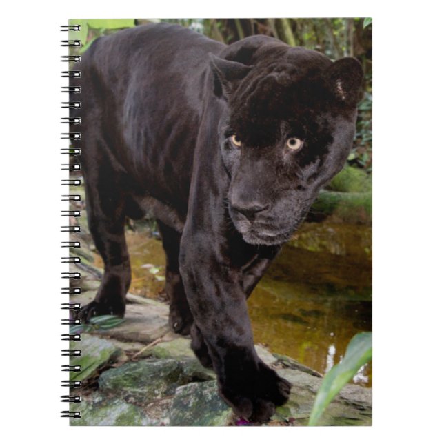 Belize City Zoo. Black panther Notebook (Front)