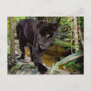 Belize City Zoo. Black panther Postcard
