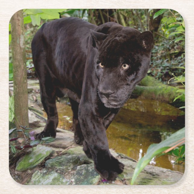 Belize City Zoo. Black panther Square Paper Coaster (Front)