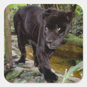 Belize City Zoo. Black panther Square Sticker