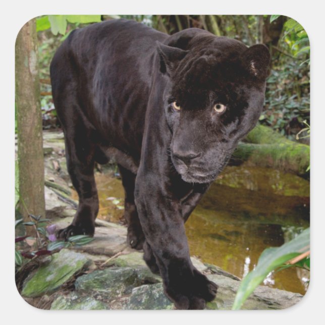 Belize City Zoo. Black panther Square Sticker (Front)