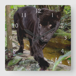 Belize City Zoo. Black panther Square Wall Clock