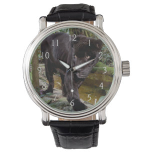 Belize City Zoo. Black panther Watch