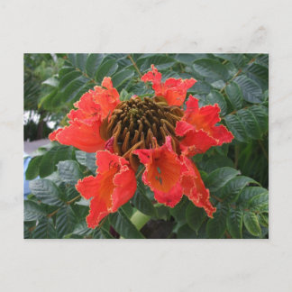Belize Flower Postcard