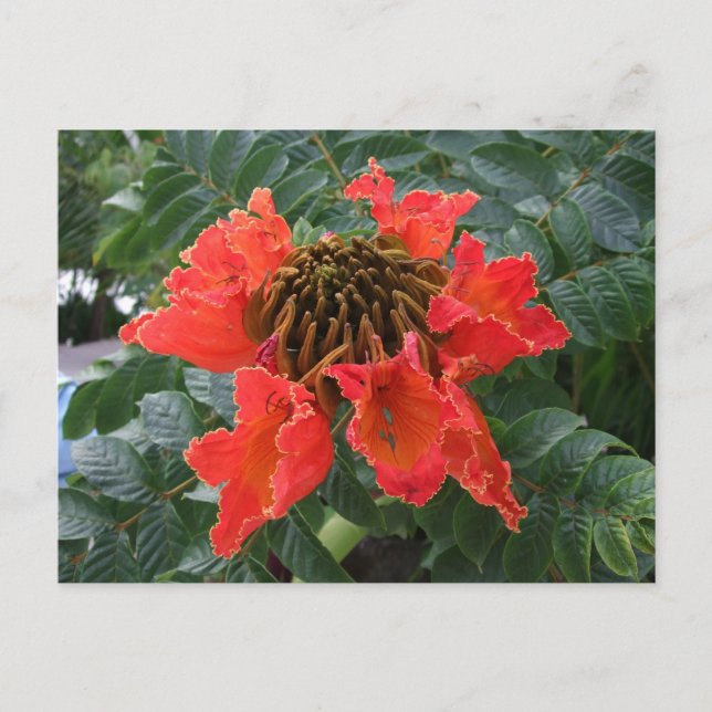 Belize Flower Postcard (Front)