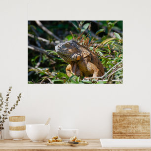 Belize Lizard, Peaceful Orange Iguana Poster