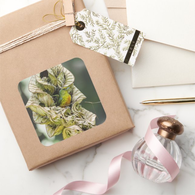 Belize Olive Euphonia Bird Photography Square Sticker (Gifting)