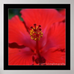 Belize - Red Flower Poster