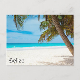 Belize Tropical Beach Palm Tree Ambergris Caye Postcard