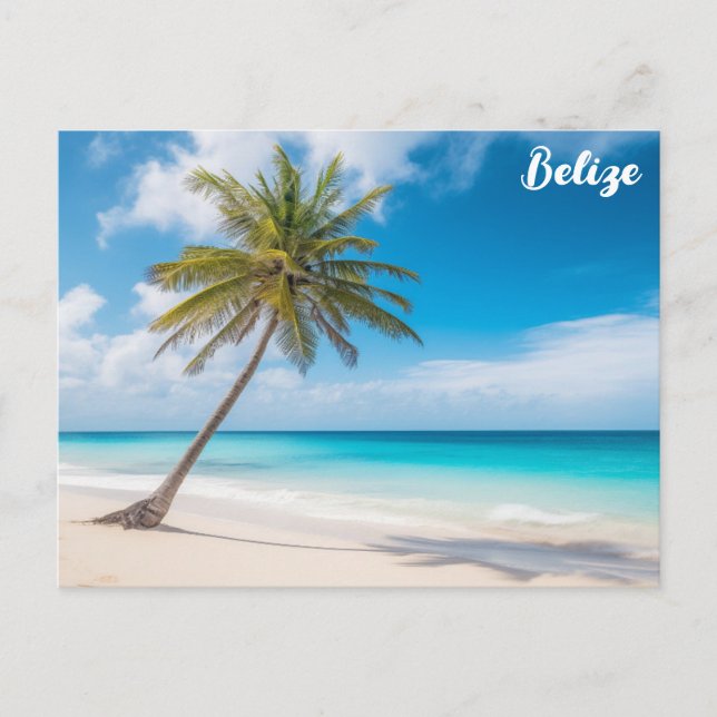 Belize Tropical Beach Palm Tree Ambergris Caye Postcard (Front)