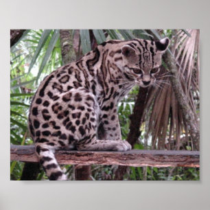 Belize Zoo Poster