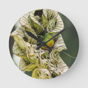 Belizean Colourful Harmony: Olive Euphonia Photo Round Clock