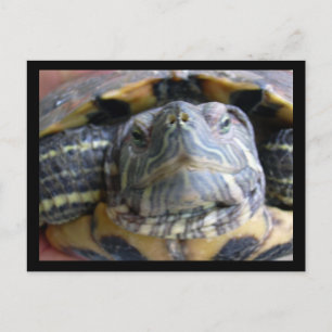 Belka close up postcard