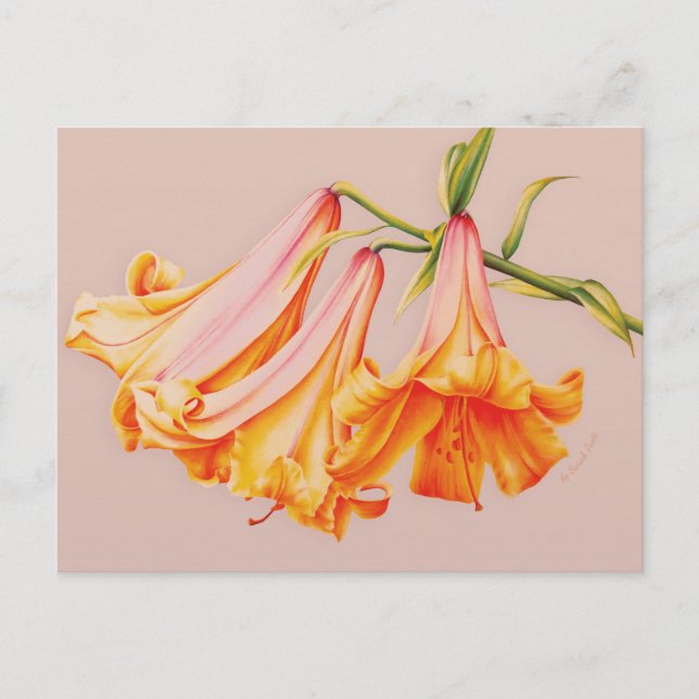 Bell lys fine art par Sarah Trett carte postale (Devant)