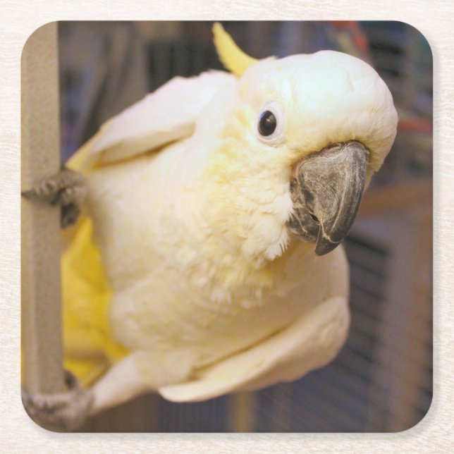 Bella boy square paper coaster (Front)