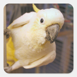 Bella boy square sticker