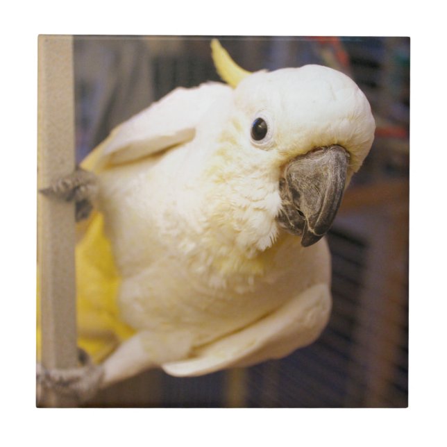Bella Boy Tile (Front)