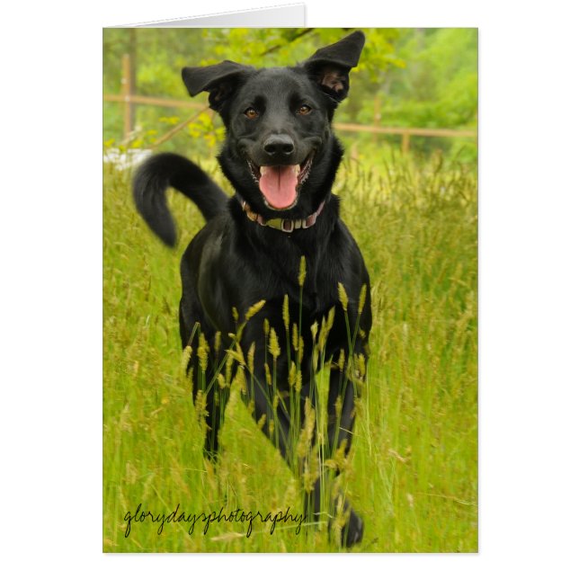 Bella, Heureux de te voir ! (Devant)