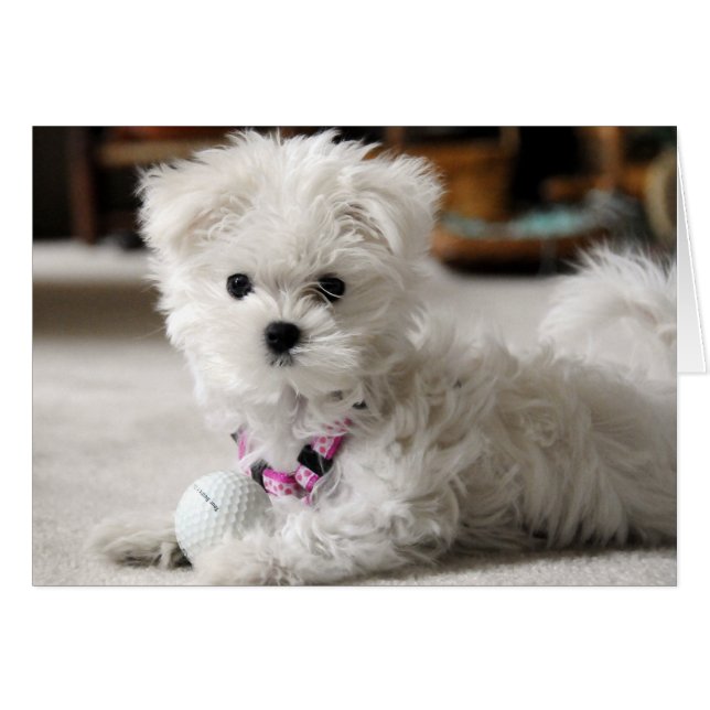 Bella Loves Golf (Devant horizontal)