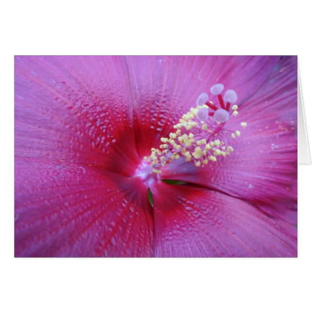 Bella Pink (Front Horizontal)