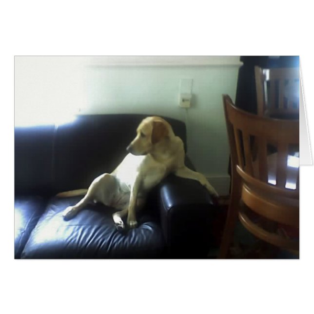 Bella, yellow Labrador dog (Front Horizontal)