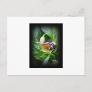 Belladonna Postcard