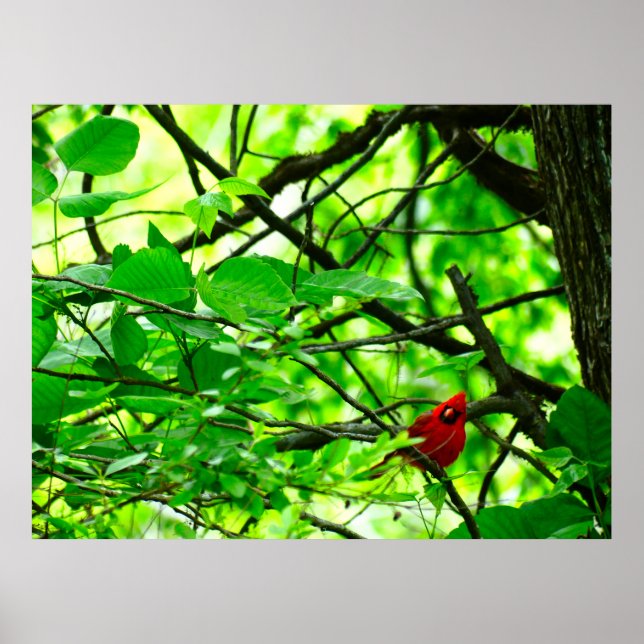 Belle affiche Cardinal oiseau de forêt de printemp (Devant)