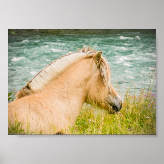 Belle affiche d'archives du Cheval du Fjord 7" x 5 (Devant)