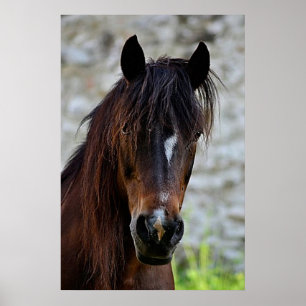 Belle affiche de cheval Brown