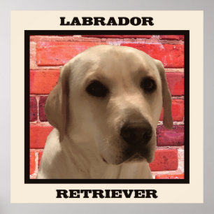Belle affiche de chien de repérage de Labrador jau