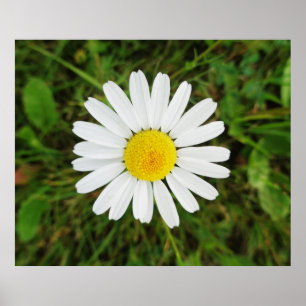 Belle affiche de Common Daisy