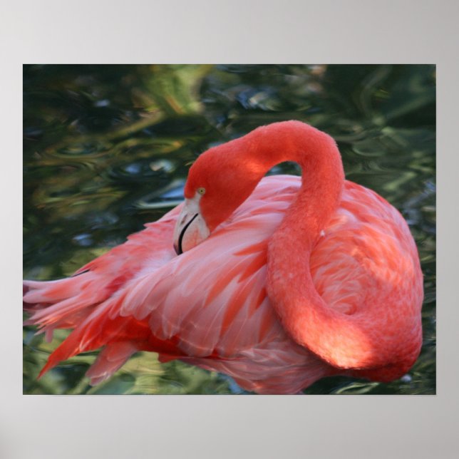 Belle affiche de Flamant rose rose. (Devant)