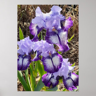 Belle affiche de jardin de fleurs d'iris lilas vio