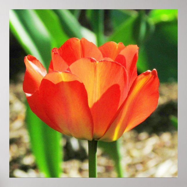 Belle affiche de la tulipe de corail (Devant)