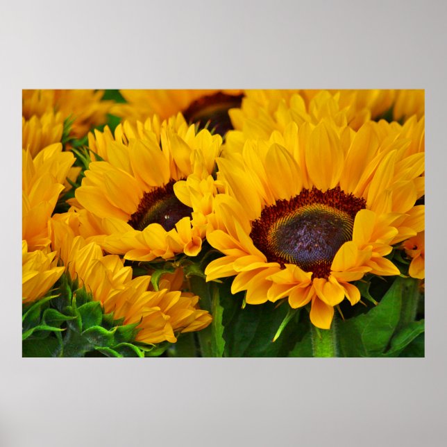 Belle affiche de peinture de tournesol en été (Devant)